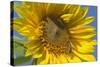 Sunflower a Honeybee (Apis Mellifera) Gathers-null-Stretched Canvas