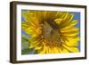 Sunflower a Honeybee (Apis Mellifera) Gathers-null-Framed Photographic Print