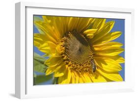 Sunflower a Honeybee (Apis Mellifera) Gathers-null-Framed Photographic Print