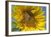 Sunflower a Honeybee (Apis Mellifera) Gathers-null-Framed Photographic Print