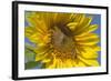 Sunflower a Honeybee (Apis Mellifera) Gathers-null-Framed Photographic Print