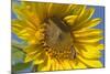 Sunflower a Honeybee (Apis Mellifera) Gathers-null-Mounted Photographic Print