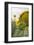 Sunflower About to Flower, Tuscany, Italy-Martin Child-Framed Photographic Print