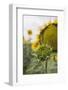 Sunflower About to Flower, Tuscany, Italy-Martin Child-Framed Photographic Print