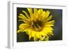 Sunflower and Bee I-Rita Crane-Framed Premium Photographic Print