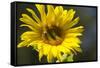 Sunflower and Bee I-Rita Crane-Framed Stretched Canvas