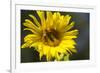 Sunflower and Bee I-Rita Crane-Framed Photographic Print