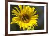 Sunflower and Bee I-Rita Crane-Framed Photographic Print