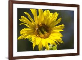 Sunflower and Bee I-Rita Crane-Framed Photographic Print