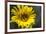 Sunflower and Bee I-Rita Crane-Framed Photographic Print