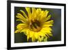 Sunflower and Bee I-Rita Crane-Framed Photographic Print