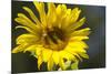 Sunflower and Bee I-Rita Crane-Mounted Photographic Print