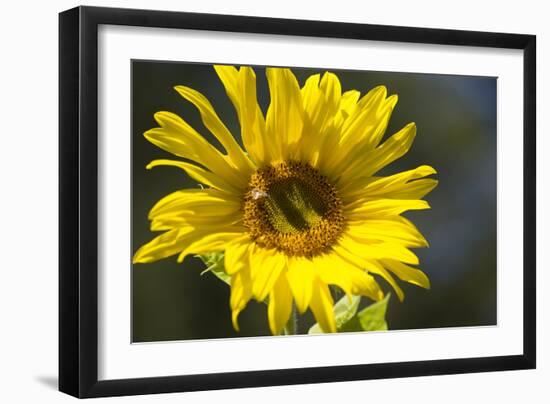 Sunflower and Bee I-Rita Crane-Framed Photographic Print