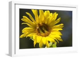 Sunflower and Bee I-Rita Crane-Framed Photographic Print