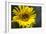 Sunflower and Bee I-Rita Crane-Framed Photographic Print