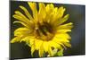 Sunflower and Bee I-Rita Crane-Mounted Photographic Print