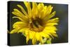 Sunflower and Bee I-Rita Crane-Stretched Canvas