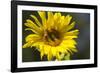 Sunflower and Bee I-Rita Crane-Framed Photographic Print