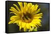 Sunflower and Bee I-Rita Crane-Framed Stretched Canvas