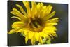 Sunflower and Bee I-Rita Crane-Stretched Canvas