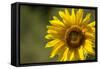 Sunflower and Bee II-Rita Crane-Framed Stretched Canvas