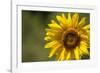 Sunflower and Bee II-Rita Crane-Framed Photographic Print