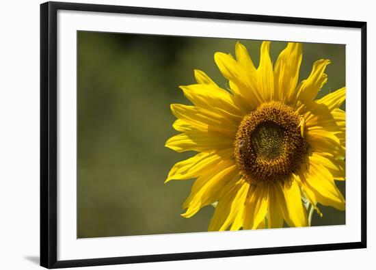 Sunflower and Bee II-Rita Crane-Framed Photographic Print