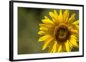 Sunflower and Bee II-Rita Crane-Framed Photographic Print