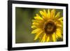 Sunflower and Bee II-Rita Crane-Framed Photographic Print