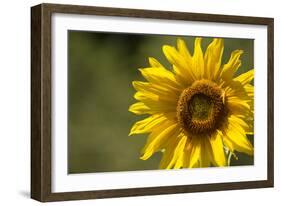 Sunflower and Bee II-Rita Crane-Framed Photographic Print