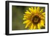 Sunflower and Bee II-Rita Crane-Framed Photographic Print