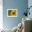 Sunflower and Bee II-Rita Crane-Framed Photographic Print displayed on a wall