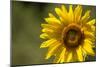 Sunflower and Bee II-Rita Crane-Mounted Photographic Print