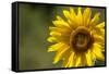 Sunflower and Bee II-Rita Crane-Framed Stretched Canvas