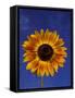 Sunflower and Blue Sky, Sammamish, Washington, USA-Darrell Gulin-Framed Stretched Canvas