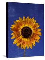 Sunflower and Blue Sky, Sammamish, Washington, USA-Darrell Gulin-Stretched Canvas