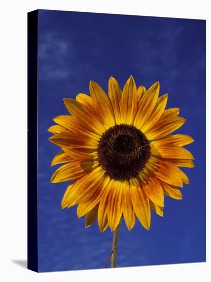 Sunflower and Blue Sky, Sammamish, Washington, USA-Darrell Gulin-Stretched Canvas