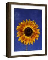 Sunflower and Blue Sky, Sammamish, Washington, USA-Darrell Gulin-Framed Photographic Print