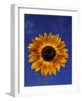 Sunflower and Blue Sky, Sammamish, Washington, USA-Darrell Gulin-Framed Photographic Print