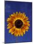 Sunflower and Blue Sky, Sammamish, Washington, USA-Darrell Gulin-Mounted Photographic Print