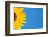 Sunflower and Blue Sky-Darrell Gulin-Framed Photographic Print