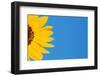 Sunflower and Blue Sky-Darrell Gulin-Framed Photographic Print