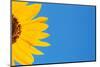 Sunflower and Blue Sky-Darrell Gulin-Mounted Photographic Print