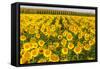 Sunflower and Corn Field in Morning Light in Michigan, North Dakota, USA-Chuck Haney-Framed Stretched Canvas