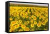 Sunflower and Corn Field in Morning Light in Michigan, North Dakota, USA-Chuck Haney-Framed Stretched Canvas