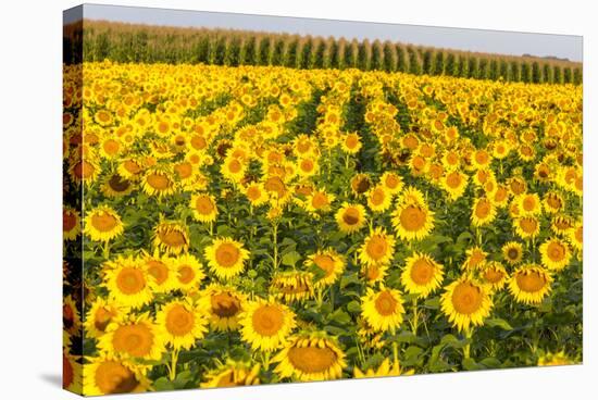 Sunflower and Corn Field in Morning Light in Michigan, North Dakota, USA-Chuck Haney-Stretched Canvas