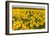 Sunflower and Corn Field in Morning Light in Michigan, North Dakota, USA-Chuck Haney-Framed Photographic Print