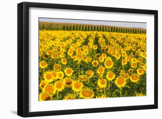 Sunflower and Corn Field in Morning Light in Michigan, North Dakota, USA-Chuck Haney-Framed Photographic Print