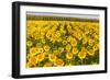 Sunflower and Corn Field in Morning Light in Michigan, North Dakota, USA-Chuck Haney-Framed Photographic Print