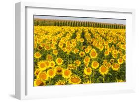 Sunflower and Corn Field in Morning Light in Michigan, North Dakota, USA-Chuck Haney-Framed Photographic Print